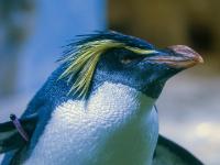 Nördlicher Felsenpinguin